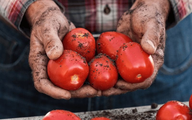 Best Canned Pizza Sauce organic